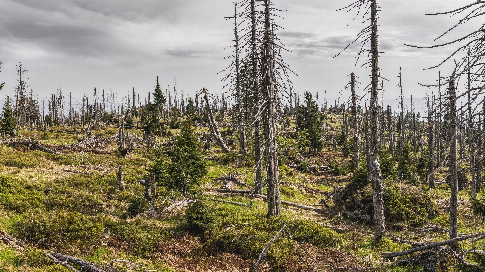 Ecosystem spruce fir forest wilderness tree