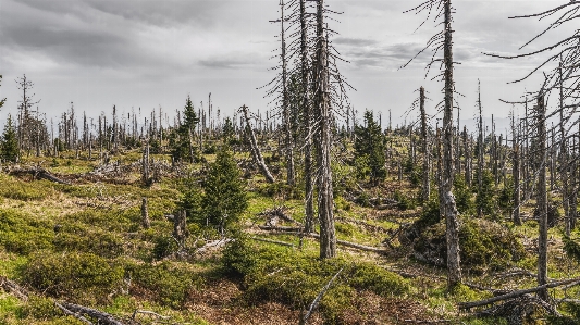 Ecosystem spruce fir forest wilderness tree Photo