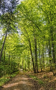 Woodland ecosystem nature tree Photo