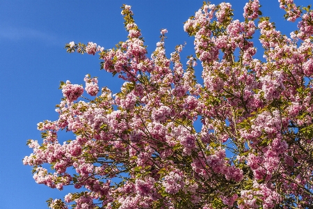 Anlage blüte frühling himmel Foto