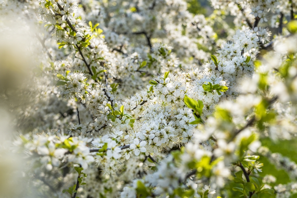 Blossom spring branch flora