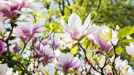 花 植物 開花植物
 春 写真