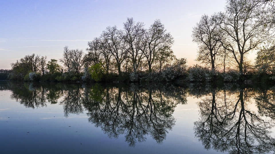 Reflection water waterway tree