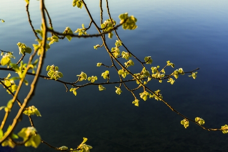 Water branch yellow flora Photo