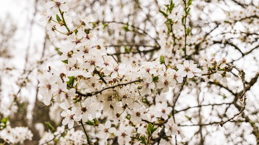 Blossom flower spring branch Photo