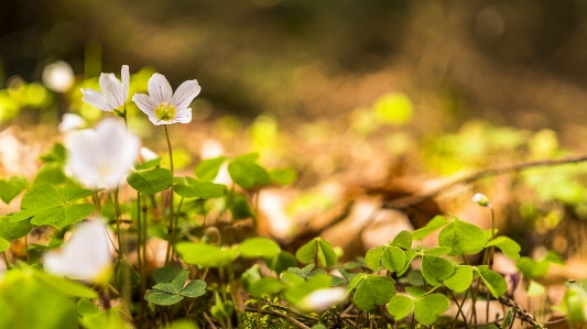 Flower flora leaf vegetation Photo