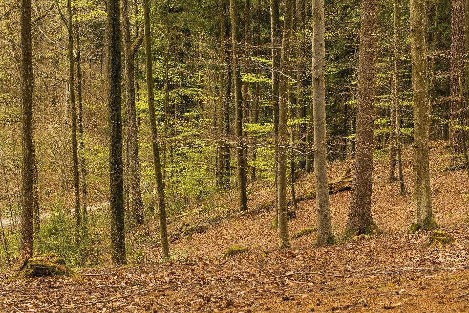 Bosco
 ecosistema
 foresta natura