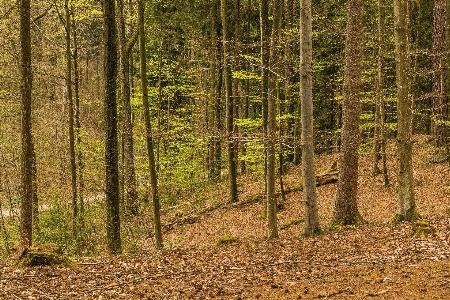 Woodland ecosystem forest nature Photo