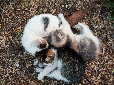 Foto Gatinhos
 gato pelagem felídeos
