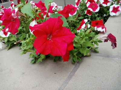 Nature flowers pink flower Photo