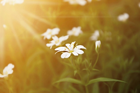 Flower sunset summer yellow Photo