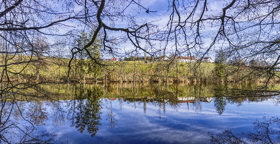 Reflection water nature tree