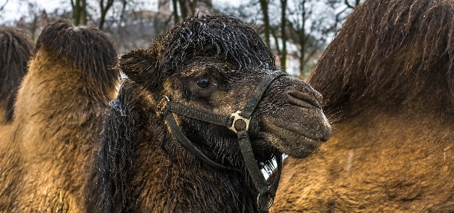 Camel like mammal fauna wildlife Photo