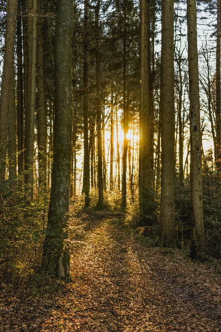 Nature woodland forest ecosystem