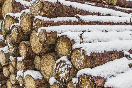 Photo Neige hiver gelé bois