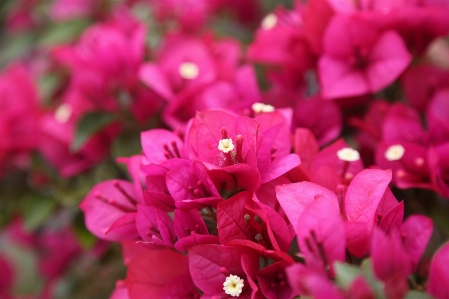 Foto Alam bunga-bunga bunga merah jambu