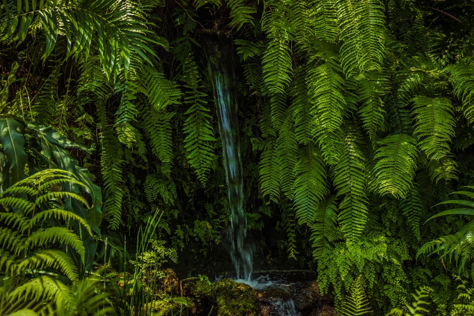 Waterfall water plants nature