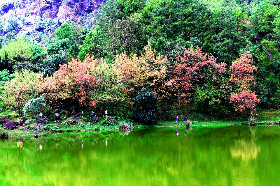 árbol naturaleza vegetación reflexión