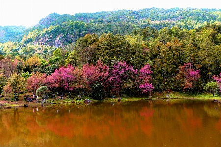 Tree nature reflection leaf Photo