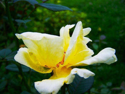 Blume frühling gelb natur Foto