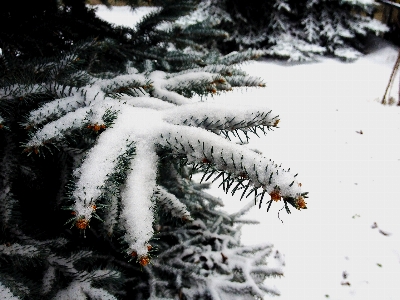 Schnee winter baum natur Foto