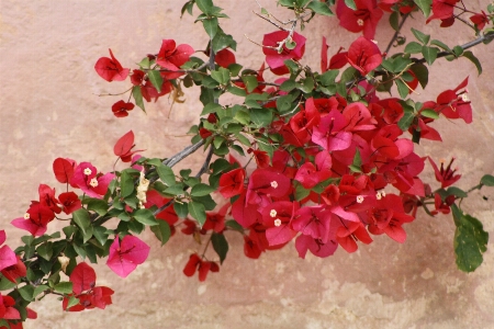 Blumen wand rot rosa Foto