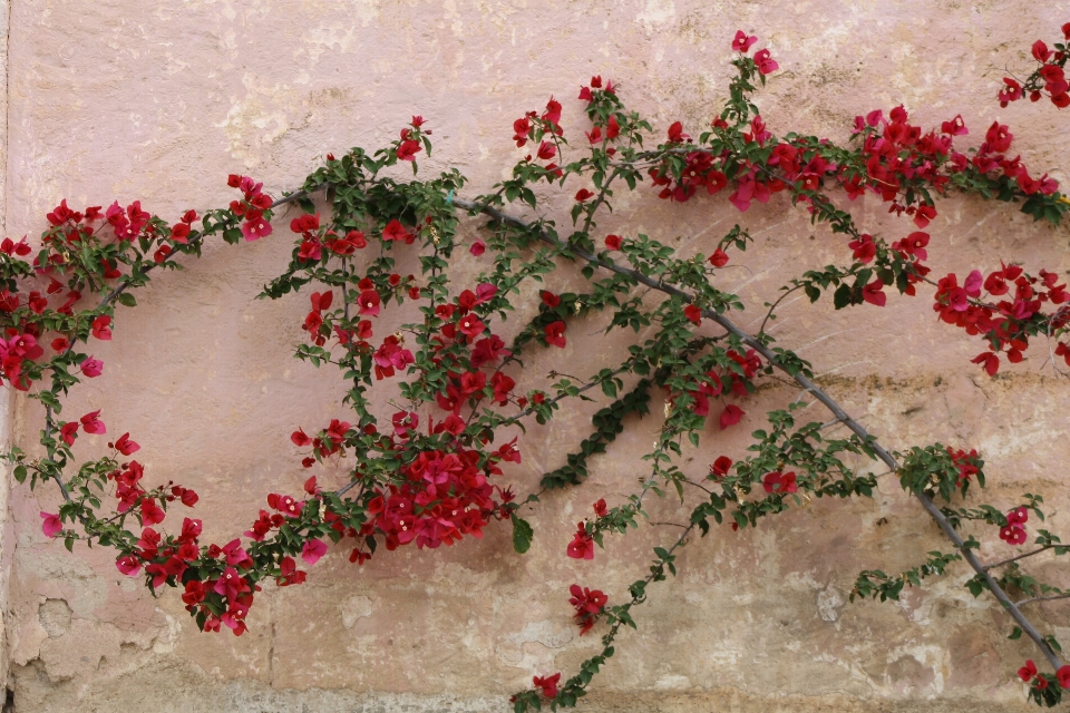 Flowers wall red pink