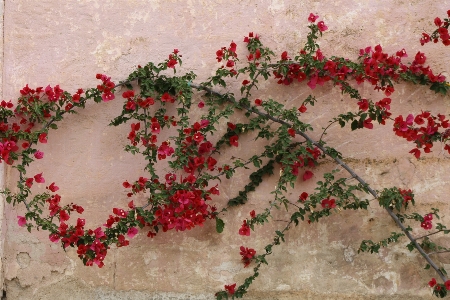 花朵 墙 红色的 粉色的 照片