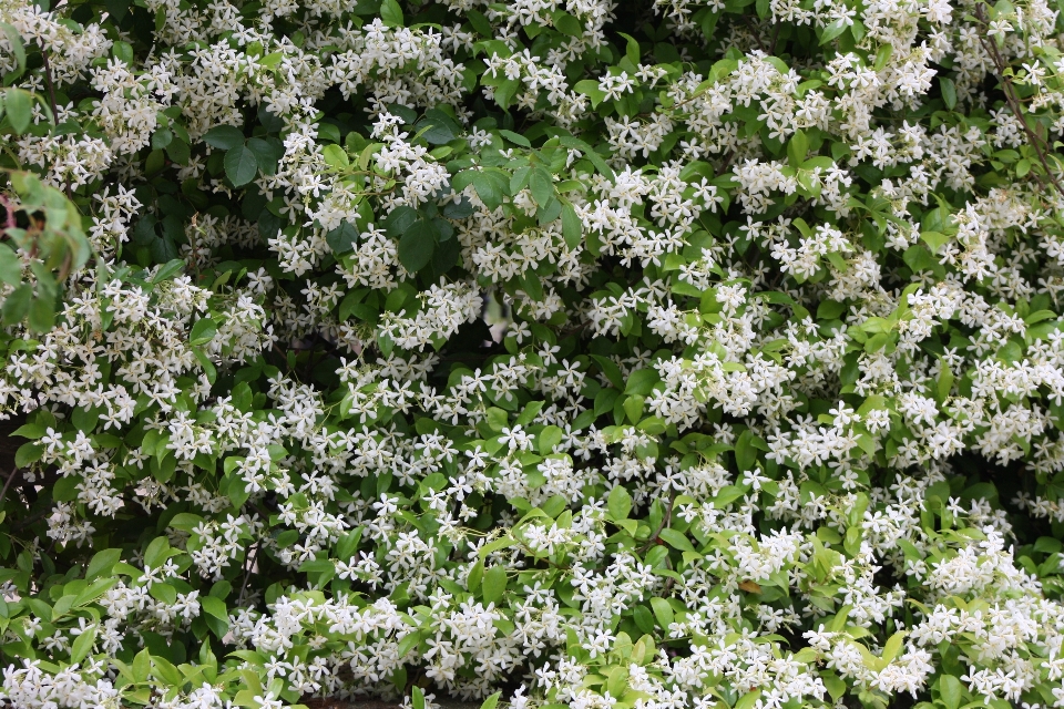 Flowers leaves jasmine white