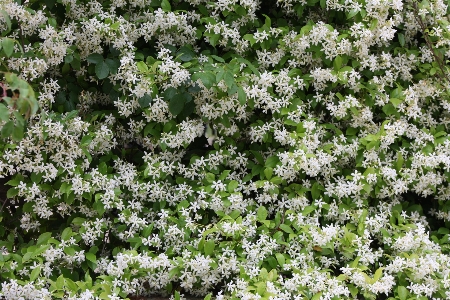 Blumen blätter jasmin weiss Foto