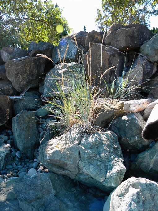 Rocks beach shoreline grass