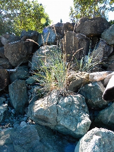 Rocks beach shoreline grass Photo