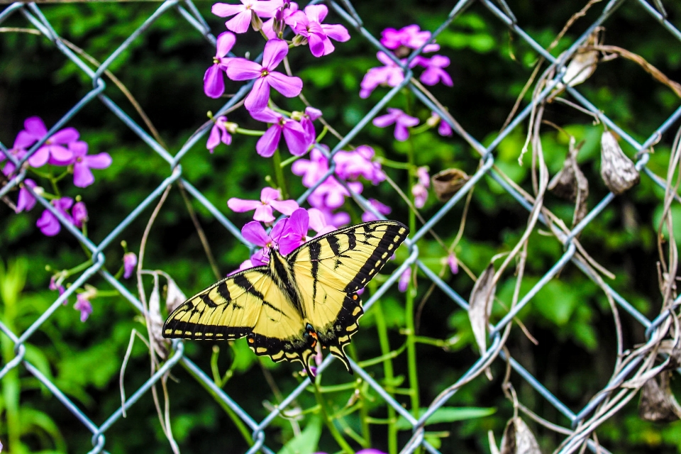 Borboleta flor verão não
