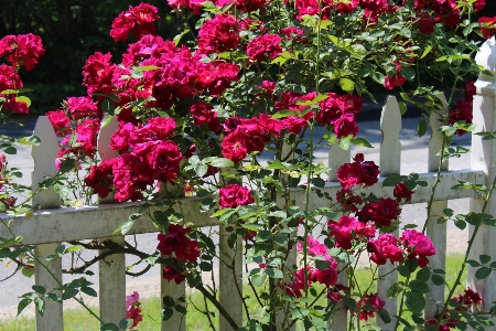 Fence white picket rose bush Photo