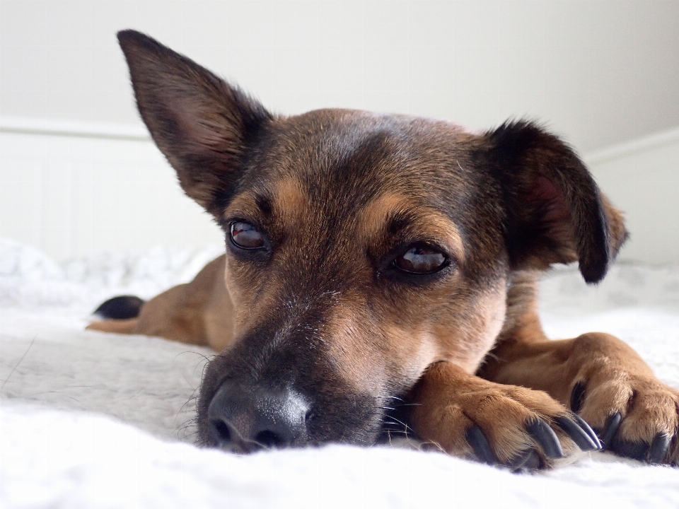 Perro chihuahua raza canina
 como mamífero
