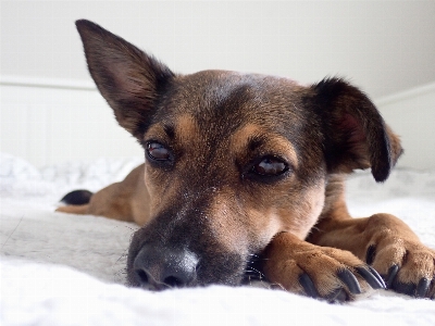 Köpek chihuahua türü
 memeli gibi köpek
 Fotoğraf