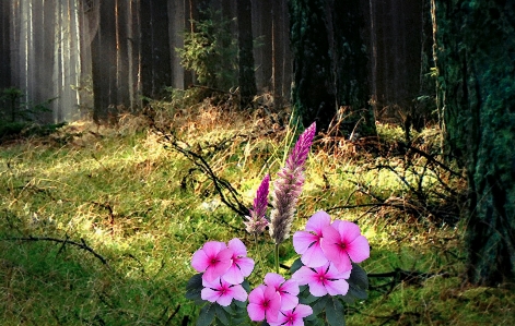 Blumen sonnenlicht wald stengel Foto