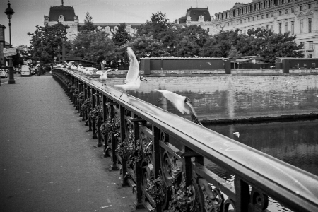 France paris seagulls bridge Photo