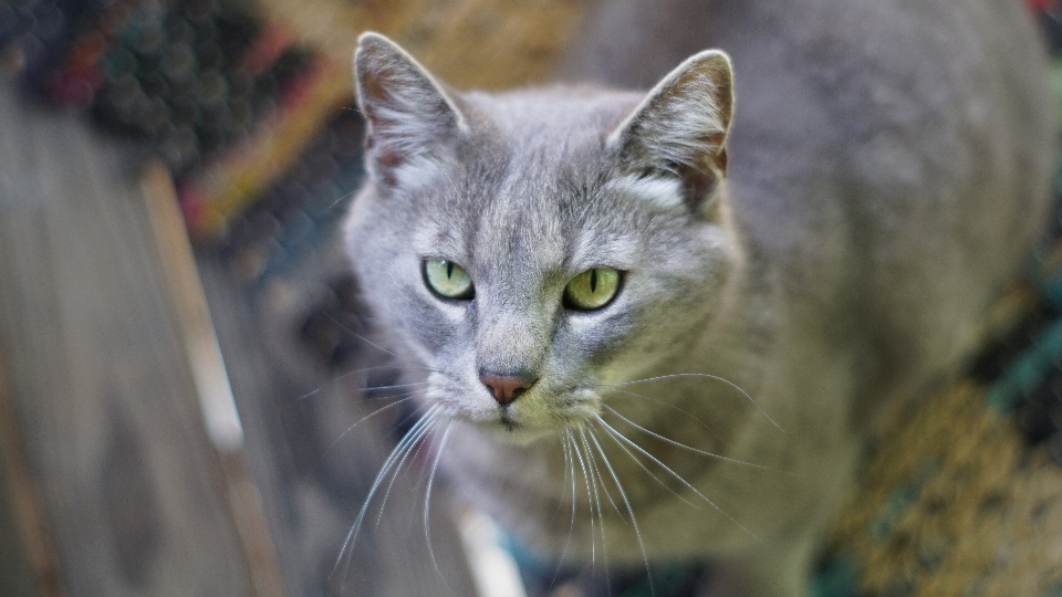 Kedi ev kedisi
 hayvan bıyık
