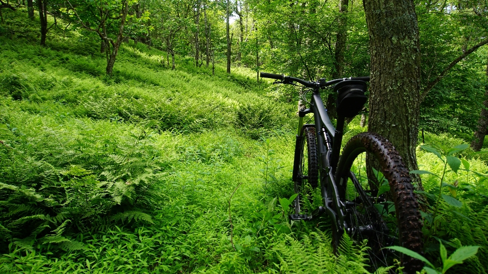 Mountain bike cycling forest