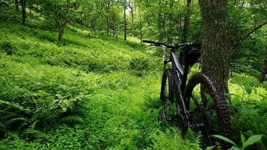 Mountain bike cycling forest Photo