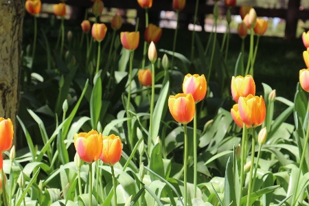 花 フラワーズ 緑 黄色 写真