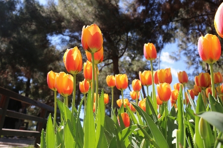 花 フラワーズ 緑 黄色 写真