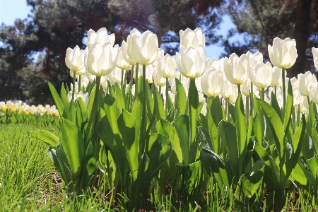 花 フラワーズ 緑 黄色 写真