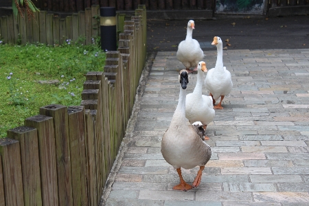 Duck walk walking line Photo