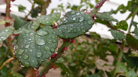 自然 雨滴 フラワーズ 木 写真