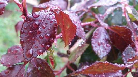 Nature raindrops flowers trees Photo