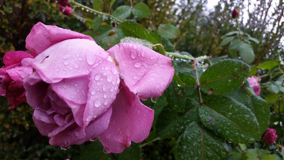 Natura gocce di pioggia fiori alberi