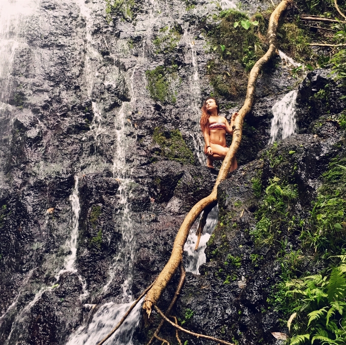 Nature arbre plante ligneuse
 rock