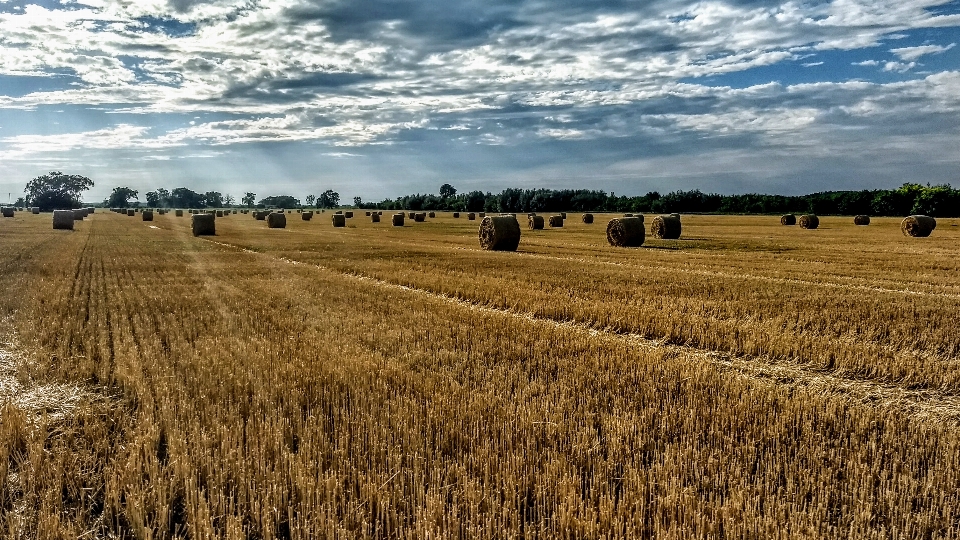 Harvest field wheat sky